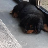 Hondenoppas adres Doorwerth: Max