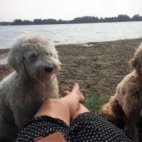 Hondenoppas werk Gouda: baasje van Mila en Jessie