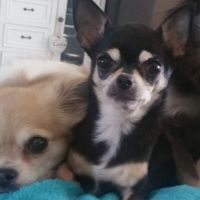 Hondenoppas Breda: Chihuahua mama