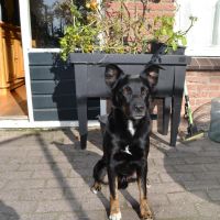 Hondenoppas werk Lelystad: baasje van Hektor