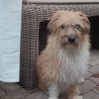 Hondenoppas Geldrop: Hilke