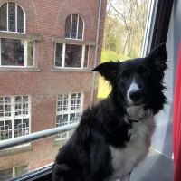 Hondenoppas werk Nijmegen: baasje van Schnautzi