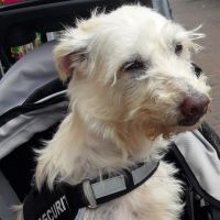 Hondenoppas werk Apeldoorn: baasje van TINO