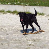 Hondenoppas werk Winschoten: baasje van Silke