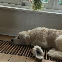 Hondenoppas werk Deventer: baasje van Guus