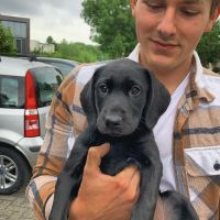 Hondenopvang Dordrecht: Olaf