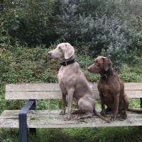 Hondenoppas werk Middelharnis: baasje van Bo en Harley