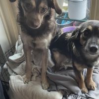 Hondenoppas werk Westervoort: baasje van Ivy en Roxy
