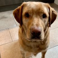 Hondenoppas werk Roosendaal: baasje van Bobbi