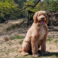 Hondenoppas werk Apeldoorn: baasje van Senna