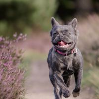 Hondenoppas werk Almere: baasje van Noxy
