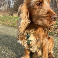 Hondenoppas werk Breda: baasje van Rinus 