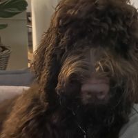 Hondenoppas werk Den Haag: baasje van Bella