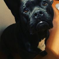 Hondenoppas werk Lelystad: baasje van Hector