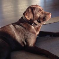Hondenoppas werk Deventer: baasje van Lara