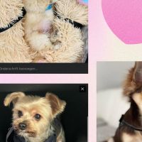 Hondenoppas werk Zoetermeer: baasje van Gucci, Benji en Sunny 