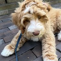 Hondenoppas werk Apeldoorn: baasje van Mellow 