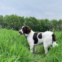 Hondenoppas werk Assen: baasje van Tommie