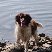 Hondenoppas werk Capelle aan den IJssel: baasje van Luna