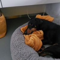 Hondenoppas werk Alphen aan den Rijn: baasje van Dingo