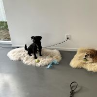 Hondenoppas adres Naarden: Pukkel en Pepe