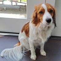 Hondenoppas werk Breda: baasje van Lola