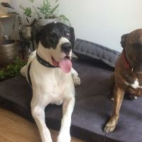 Hondenoppas werk Heemstede: baasje van Zaar en George