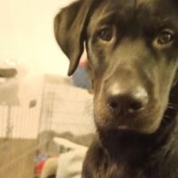 Hondenoppas werk Veenendaal: baasje van Lou