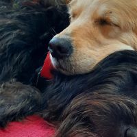 Hondenoppas werk Vlissingen: baasje van July en Solo