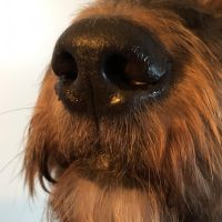 Hondenoppas werk Amsterdam: baasje van Duuk