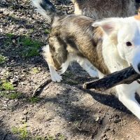 Hondenoppas werk Apeldoorn: baasje van Lana