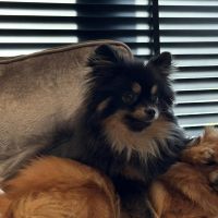 Hondenoppas werk Den Bosch: baasje van Mila en Nala 