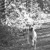 Hondenoppas werk Amersfoort: baasje van Bobbie