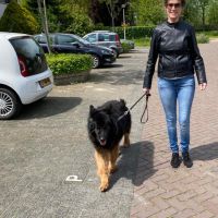 Hondenoppas Etten-Leur: Ingeborg