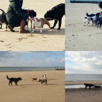 Hondenopvang Vlissingen: Sabine