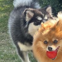 Hondenoppas werk Nootdorp: baasje van Bella en Snow