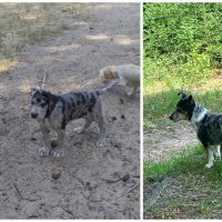 Hondenoppas werk Barneveld: baasje van Mack en Faye