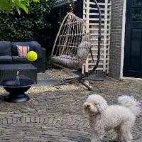 Hondenoppas werk Enschede: baasje van Tukke