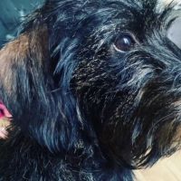 Hondenoppas werk Schipluiden: baasje van Goof