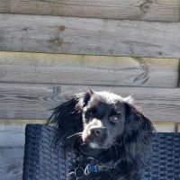 Hondenoppas werk Wijchen: baasje van Lizzy chihuahua kruizing en levy markiesje