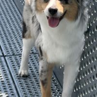 Hondenoppas werk Heerlen: baasje van Roefie en Cooper