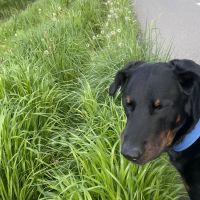 Hondenoppas werk Culemborg: baasje van Quinten