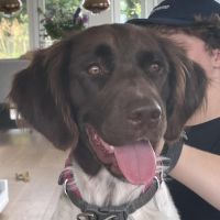 Hondenoppas werk Wassenaar: baasje van Marley