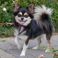 Hondenoppas werk Leiden: baasje van Mila