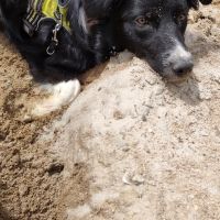 Hondenoppas werk Renkum: baasje van Sia