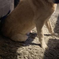 Hondenoppas werk Spijkenisse: baasje van Puck