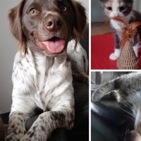 Hondenoppas Hoogeveen: Sarissa