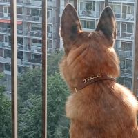 Hondenoppas werk Rotterdam: baasje van Jessy