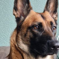 Hondenoppas werk Nunspeet: baasje van Jessy