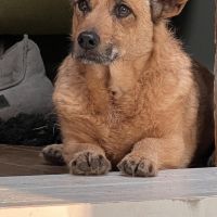 Hondenoppas werk Nijmegen: baasje van Fox